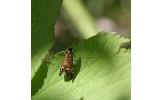 Nemophora japonica