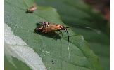 Nemophora ochsenheimerella