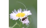 Nemophora albiantennella