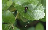 Nemophora umbripennis