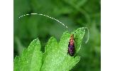 Nemophora albiantennella