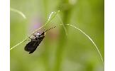 Nemophora albiantennella