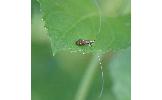 Nemophora aurifera