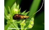 Nemophora albiantennella