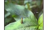 Nemophora aurifera