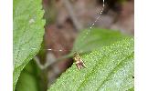 Nemophora aurifera