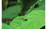 Nemophora aurifera