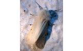 Spilosoma Spilosoma