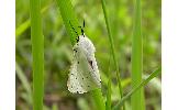 Spilosoma Spilosoma