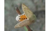 Spilosoma Spilosoma