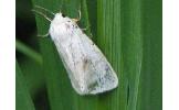 Spilosoma Spilosoma