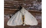 Spilosoma Spilosoma