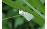 Spilosoma Spilosoma