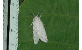 Spilosoma Spilosoma