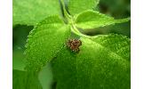 Choreutis yakushimensis