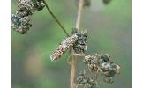 Coleophora sternipennella