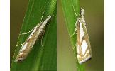 Catoptria Catoptria