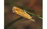 Flavocrambus Flavocrambus