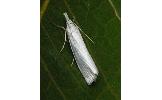 Crambus Crambus