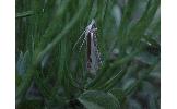 Crambus Crambus