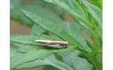 Crambus Crambus