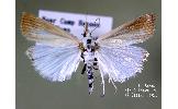 Calamotropha Calamotropha