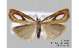 Catoptria Catoptria