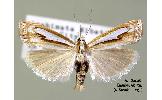 Crambus Crambus