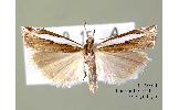 Crambus Crambus