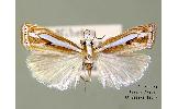 Crambus Crambus