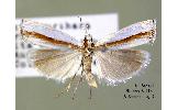 Crambus Crambus