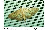 Herpetogramma Herpetogramma