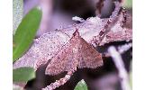 Herpetogramma sp.