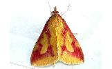 Ostrinia Ostrinia