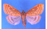 Ostrinia Ostrinia