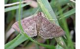 Herpetogramma sp.