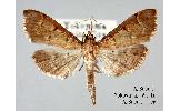 Herpetogramma Herpetogramma