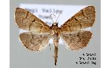 Herpetogramma Herpetogramma