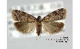 Scoparia yakushimana