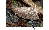 Agonopterix sp.