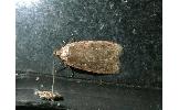 Agonopterix Agonopterix