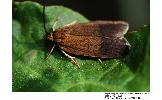 Agonopterix phaeocausta