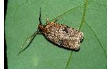 Agonopterix sp.