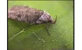 Agonopterix multiplicella