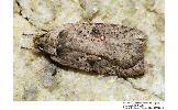 Agonopterix ocellana