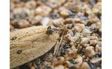 Agonopterix Agonopterix