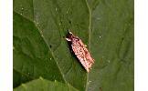 Agonopterix sumizome