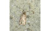 Agonopterix sp.