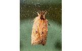 Agonopterix Agonopterix