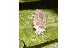 Agonopterix yomogiella